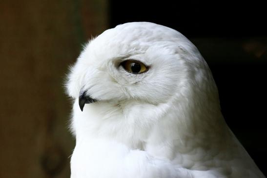 Schneeeule Wildpark Alte Fasanerie Klein Auheim 2021