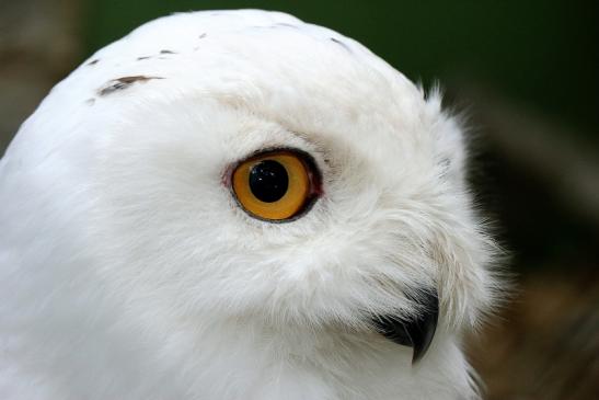 Schneeeule Zoo Vivarium Darmstadt 2015