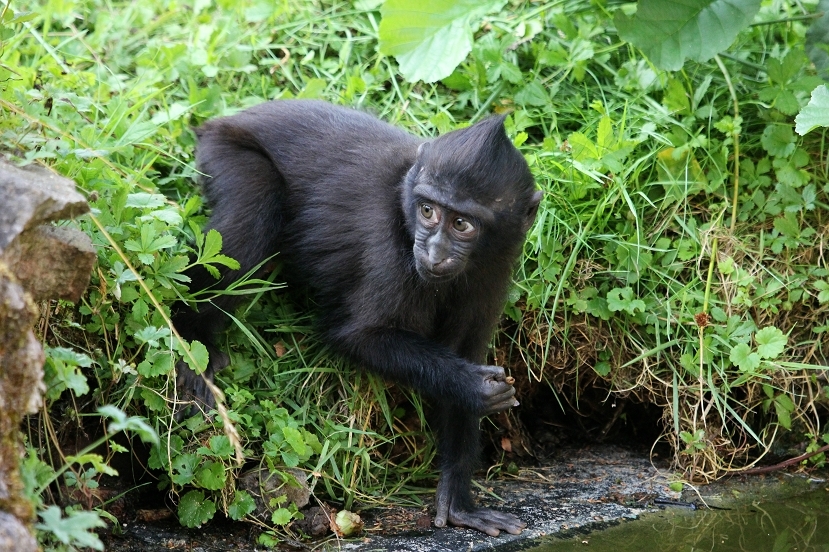 Schopfmakake Zoo Vivarium Darmstadt  2013