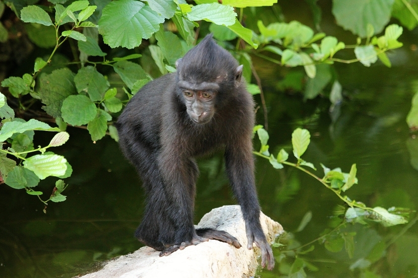 Schopfmakake Zoo Vivarium Darmstadt  2013