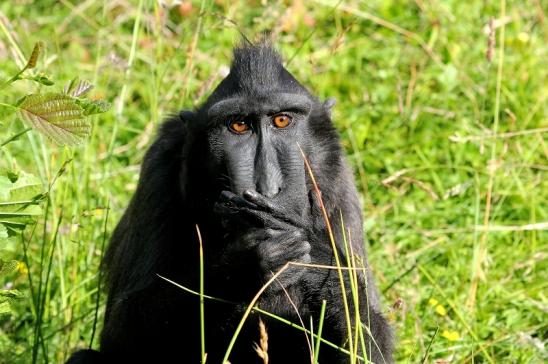 Foto des Monats Mai 2023 Schopfmakake Zoo Vivarium Darmstadt