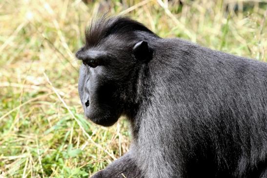 Schopfmakake Zoo Vivarium Darmstadt 2019