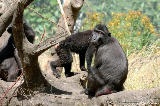 Schopfmakake Zoo Vivarium Darmstadt 2019