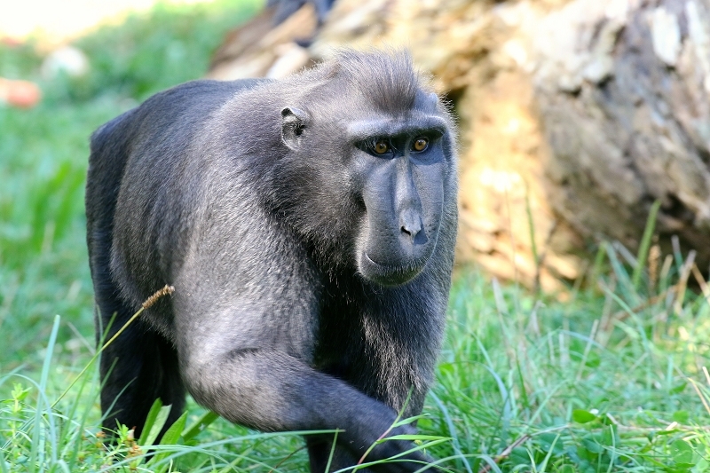 Schopfmakake Zoo Vivarium Darmstadt 2019