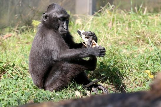 Schopfmakake Zoo Vivarium Darmstadt 2019