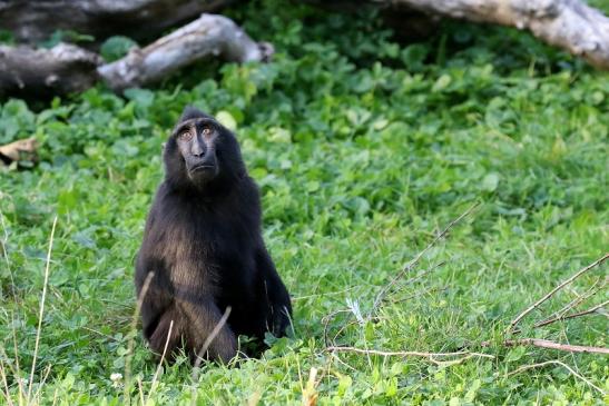 Schopfmakake Zoo Vivarium Darmstadt 2019