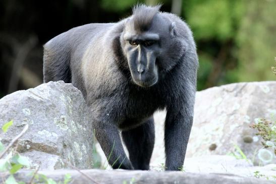 Schopfmakake Zoo Vivarium Darmstadt 2019