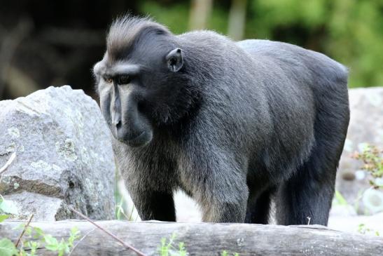 Schopfmakake Zoo Vivarium Darmstadt 2019