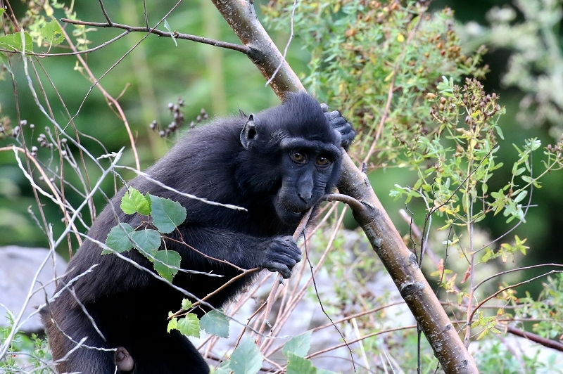 Schopfmakake Zoo Vivarium Darmstadt 2019