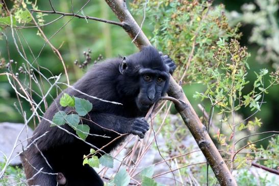 Schopfmakake Zoo Vivarium Darmstadt 2019