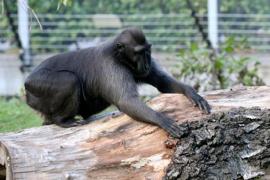 Schopfmakake Zoo Vivarium Darmstadt 2019