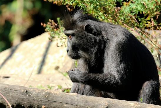 Schopfmakake Zoo Vivarium Darmstadt 2019