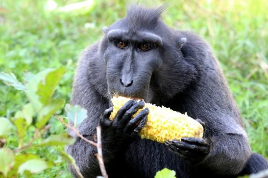 Schopfmakake Zoo Vivarium Darmstadt 2019