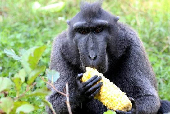 Schopfmakake Zoo Vivarium Darmstadt 2019