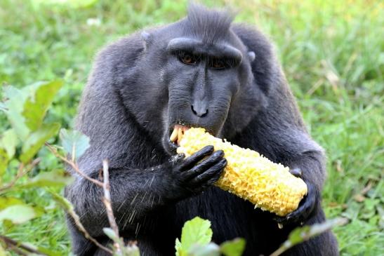 Schopfmakake Zoo Vivarium Darmstadt 2019