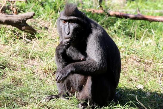 Schopfmakake Zoo Vivarium Darmstadt 2019