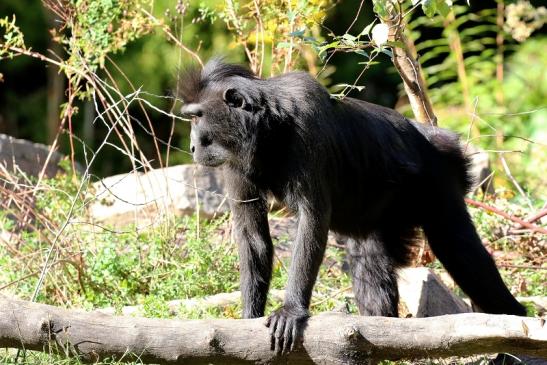 Schopfmakake Zoo Vivarium Darmstadt 2019