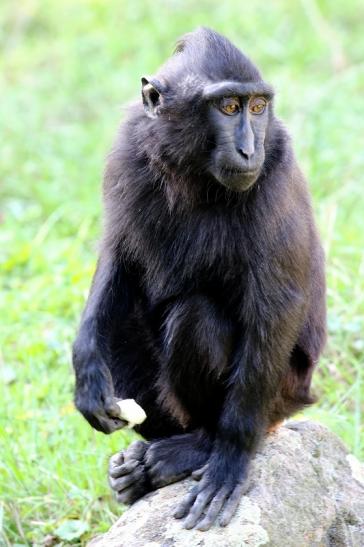 Schopfmakake Zoo Vivarium Darmstadt 2019