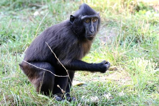 Schopfmakake Zoo Vivarium Darmstadt 2019