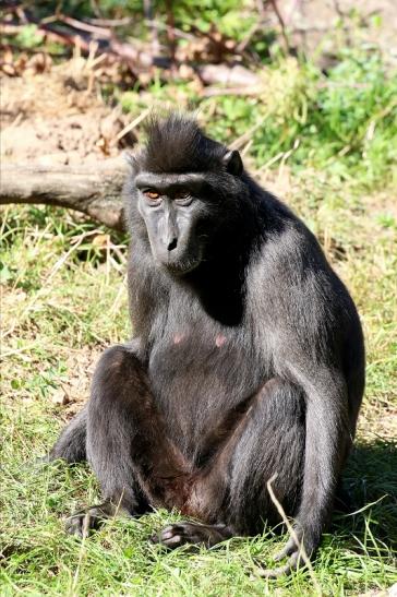 Schopfmakake Zoo Vivarium Darmstadt 2019