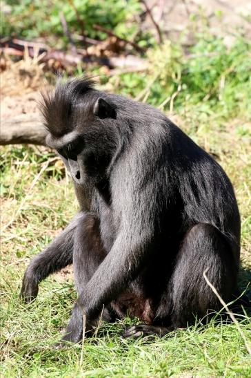 Schopfmakake Zoo Vivarium Darmstadt 2019