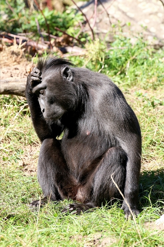 Schopfmakake Zoo Vivarium Darmstadt 2019