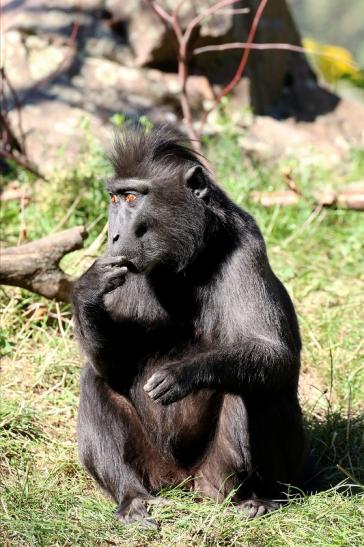 Schopfmakake Zoo Vivarium Darmstadt 2019