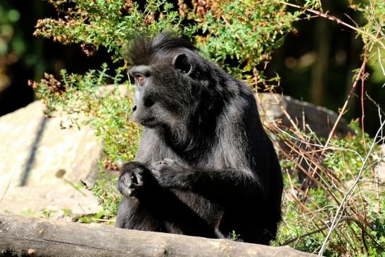 Schopfmakake Zoo Vivarium Darmstadt 2019