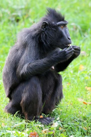 Schopfmakake Zoo Vivarium Darmstadt 2019