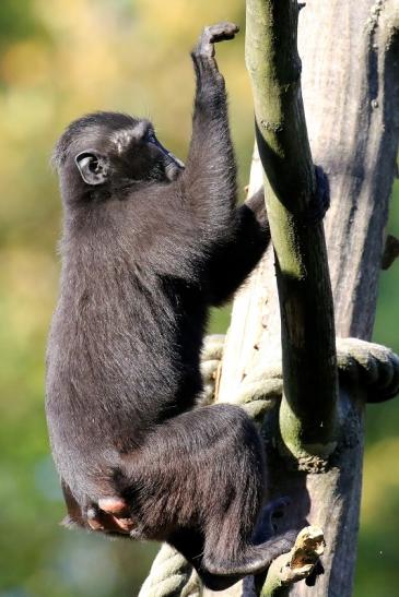 Schopfmakake Zoo Vivarium Darmstadt 2019