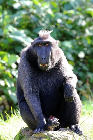 Schopfmakake Zoo Vivarium Darmstadt 2019