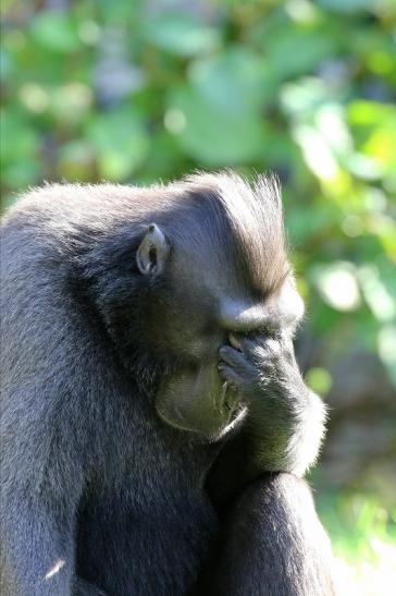 Schopfmakake Zoo Vivarium Darmstadt 2019