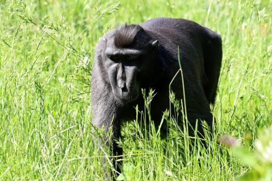 Schopfmakake Zoo Vivarium Darmstadt 2020