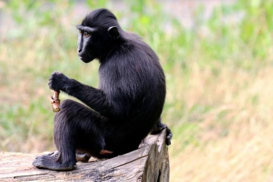 Schopfmakake Zoo Vivarium Darmstadt 2020