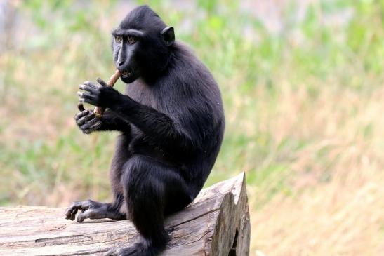 Schopfmakake Zoo Vivarium Darmstadt 2020