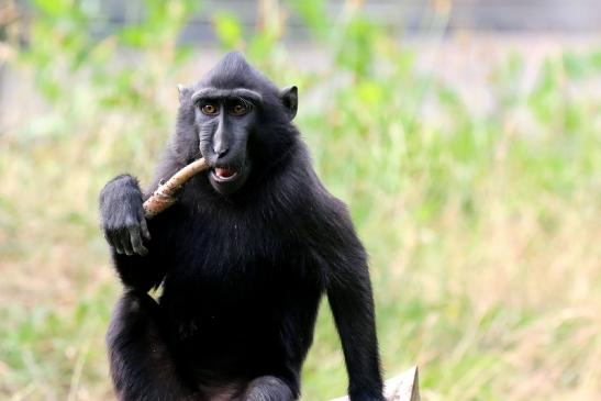 Schopfmakake Zoo Vivarium Darmstadt 2020