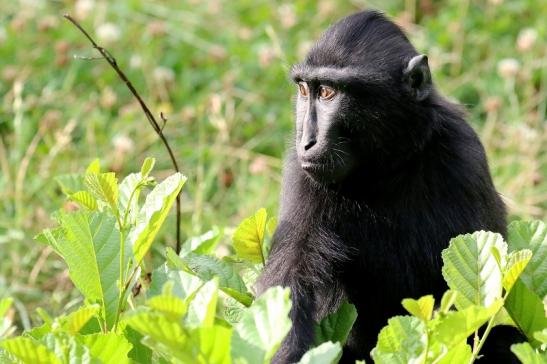 Schopfmakake Zoo Vivarium Darmstadt 2020