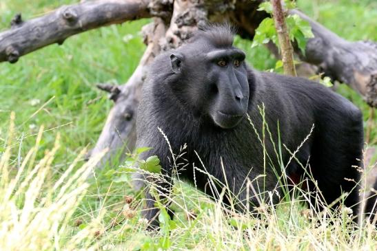 Schopfmakake Zoo Vivarium Darmstadt 2020