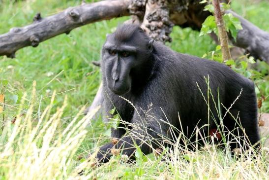 Schopfmakake Zoo Vivarium Darmstadt 2020