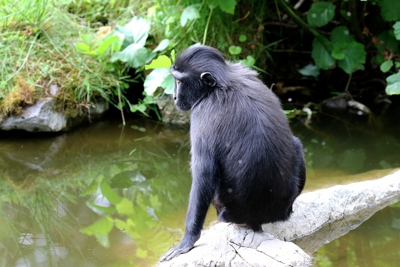 Schopfmakake Zoo Vivarium Darmstadt 2020