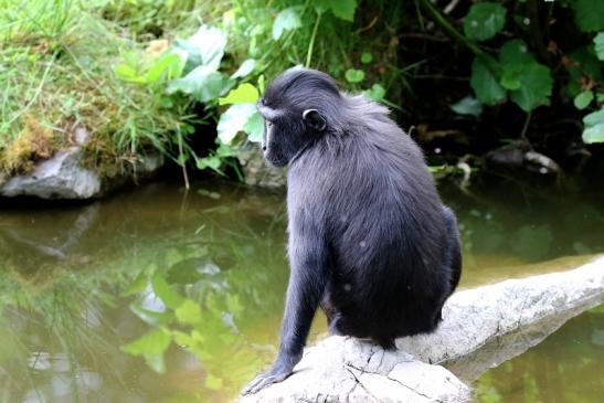 Schopfmakake Zoo Vivarium Darmstadt 2020