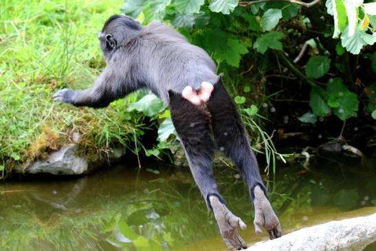 Schopfmakake Zoo Vivarium Darmstadt 2020