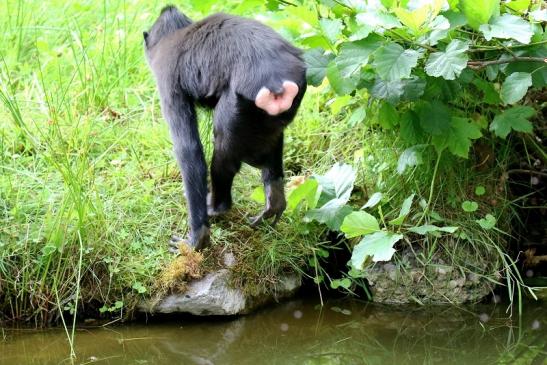 Schopfmakake Zoo Vivarium Darmstadt 2020