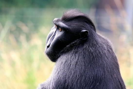 Schopfmakake Zoo Vivarium Darmstadt 2020