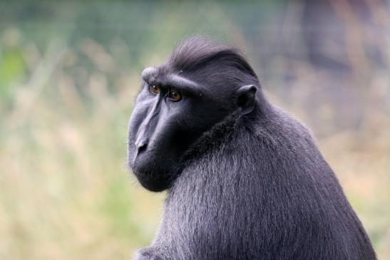 Schopfmakake Zoo Vivarium Darmstadt 2020