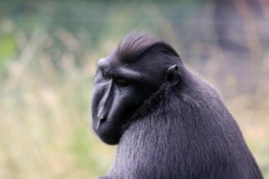 Schopfmakake Zoo Vivarium Darmstadt 2020