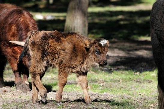 Schottisches Hochlandrind Wildpark Alte Fasanerie Klein Auheim 2015 
