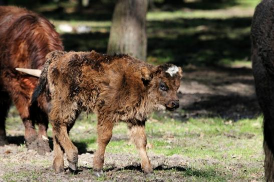 Schottisches Hochlandrind Wildpark Alte Fasanerie Klein Auheim 2015