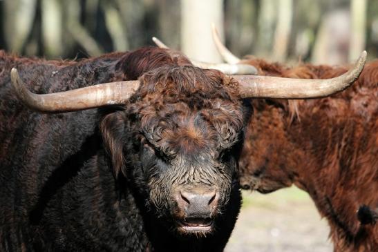 Schottisches Hochlandrind Wildpark Alte Fasanerie Klein Auheim 2015