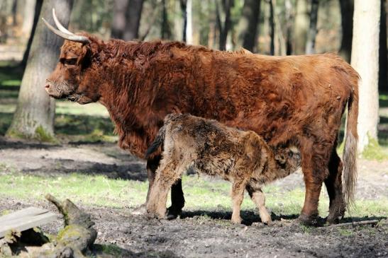 Schottisches Hochlandrind Wildpark Alte Fasanerie Klein Auheim 2015 